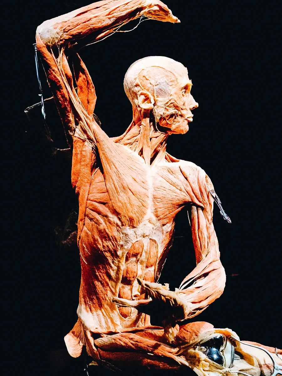 Bodies The Exhibition