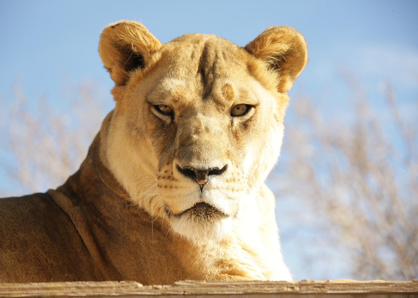 Lion Habitat Ranch Admission